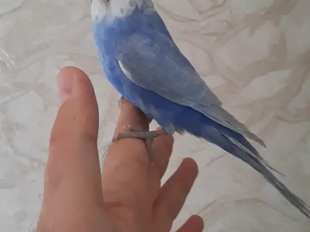 Попугай, Душанбе
