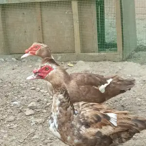 Индоутка нар, Хуҷанд