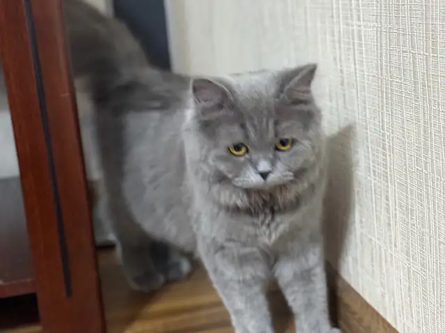 Британская кошка, Душанбе