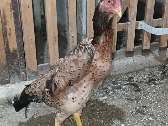 Дакан шамо, Хуҷанд