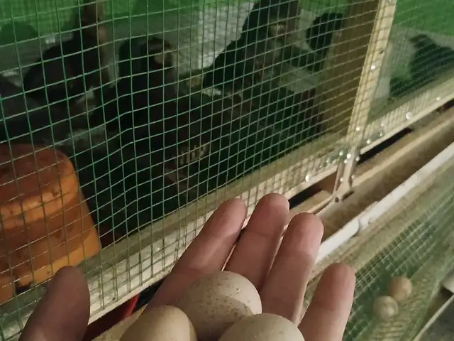 Тухми кабки дулани Эрон, Душанбе