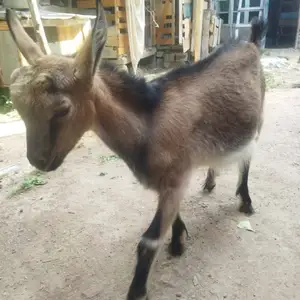 Такачаи алпинский, Ашт