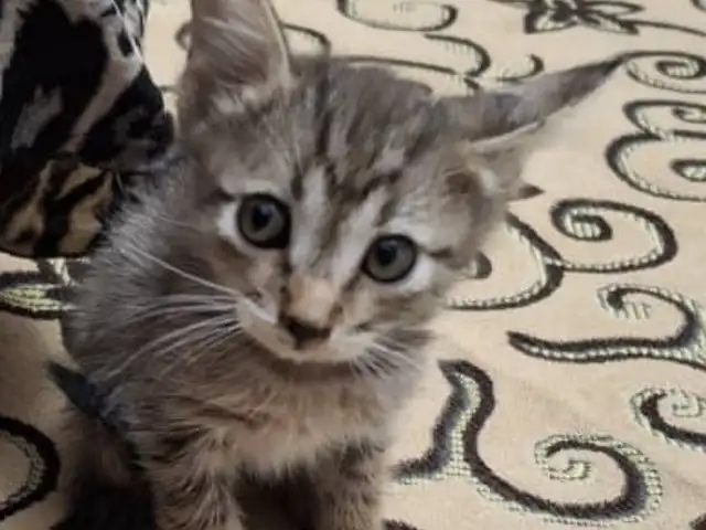 Котик, Душанбе