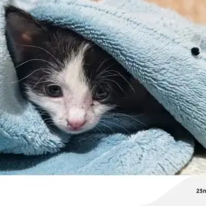 Маленький милый котёнок, Бустон (Чкаловск)