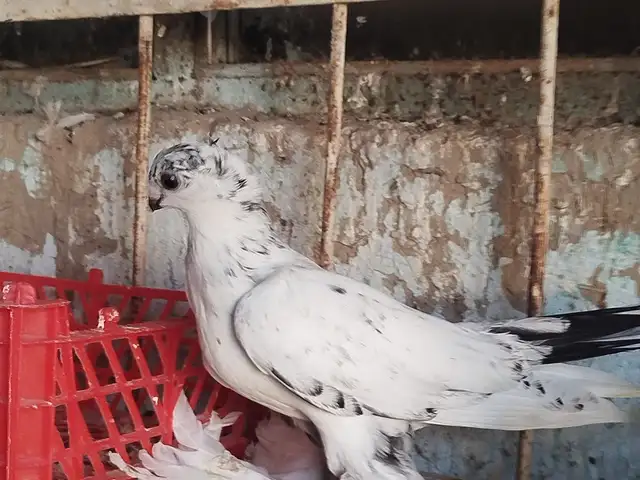 Голубь Лохматая, Хуҷанд