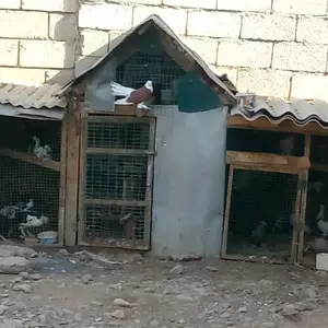 Кафтар, Турсунзаде