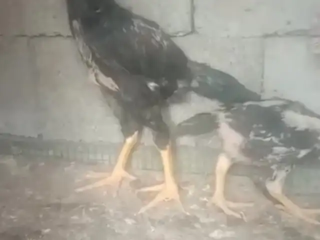 Дакан чуча, Ҳисор