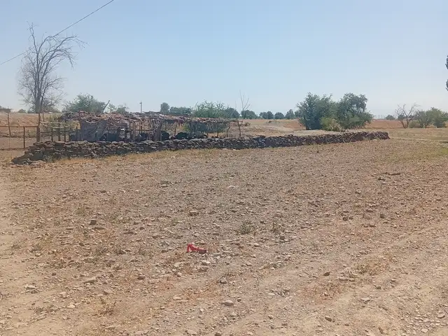 Чалмаи гӯсфанд, Зафарабад