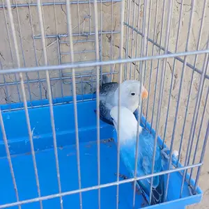 Попугай, Худжанд