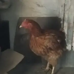 Курица несущка, Душанбе
