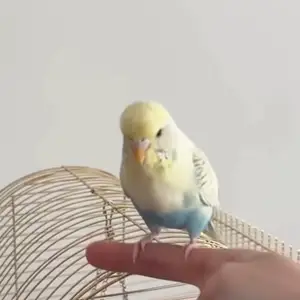 Попугай, Душанбе