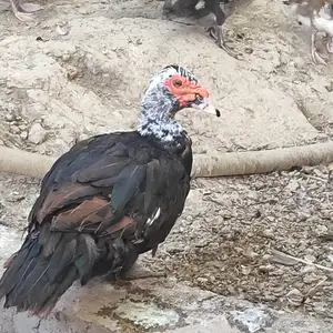 Индоукутка, Бобоҷон Ғафуров