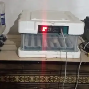 Инкубатор, Душанбе