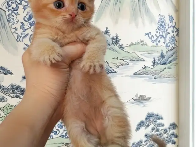 Шотландские котята, Душанбе - 9