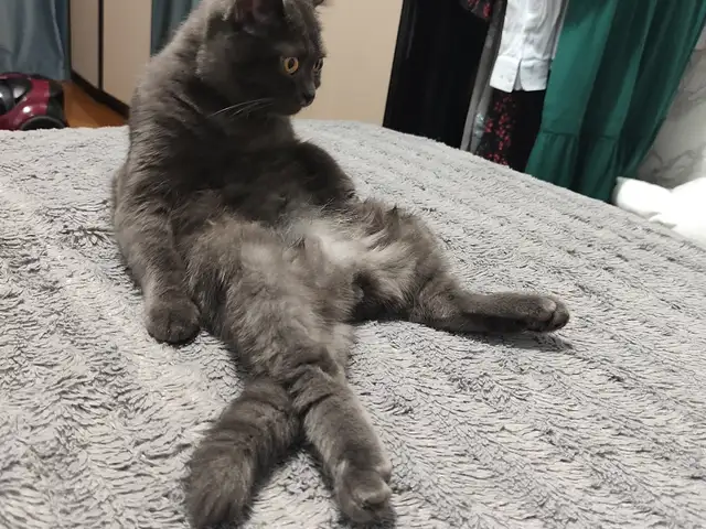 Кот на вязку, Душанбе