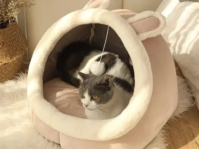 Домик для кошек, Хуҷанд
