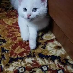 Кошка, Душанбе