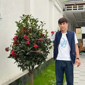 Камелия, Душанбе