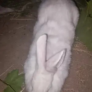 Харгӯшҳо, Гиссар