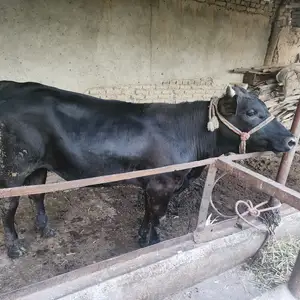 Бьк, Хуҷанд