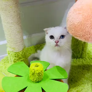 Шотландские котята, Душанбе