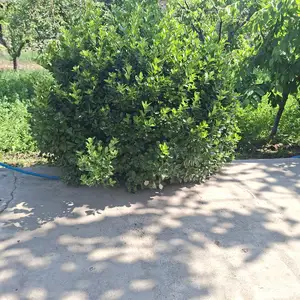 Дарахти хамешасабз, Бободжон Гафуров