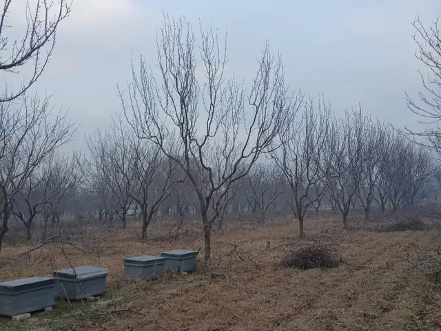 Буриши нихолхо, Хуҷанд