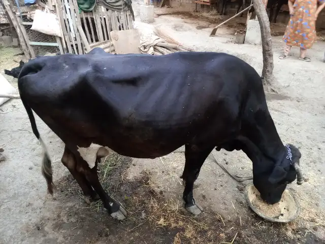 Гов, Турсунзаде