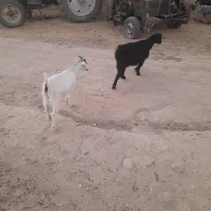 Бузхо, Душанбе