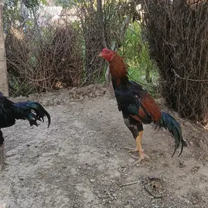 Дакан, Матча