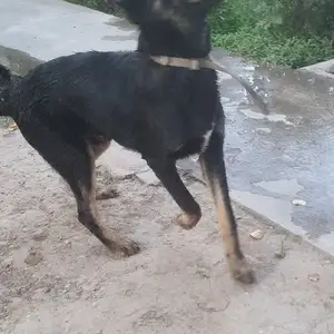Овчарка, Душанбе