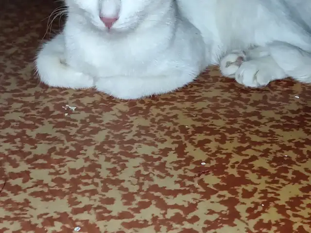 Кот Вязка, Хуҷанд