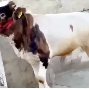 Бука черный пестр, Душанбе