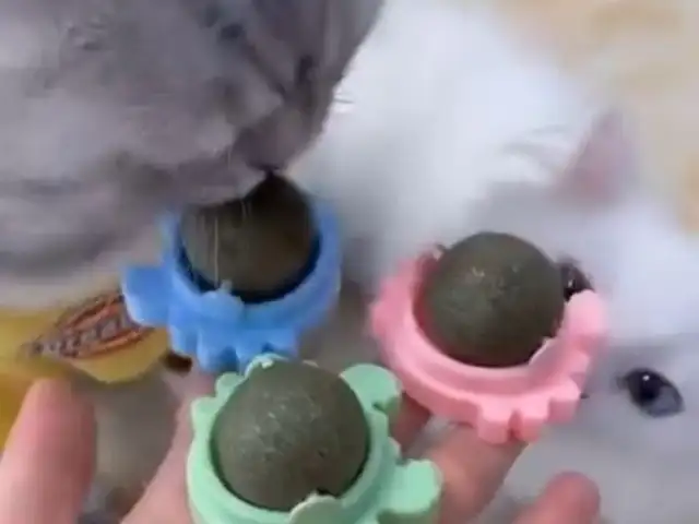 Лакомство мята для кошек, Худжанд