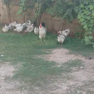 Тухми рябушка, Душанбе