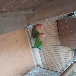 Неразлучка пара, Турсунзаде