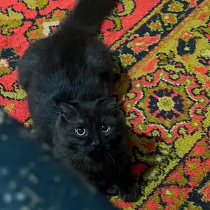 Шотландский кот, Душанбе