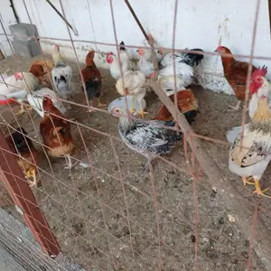 Хурусхои хонаги, Пенджикент