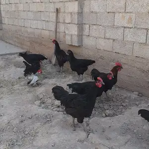Мурги Джерсийский гигант, Душанбе