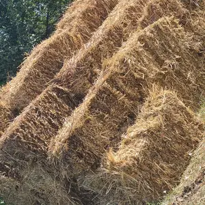 Преси алаф, Вахдат
