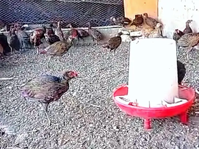 Фазан, Исфара