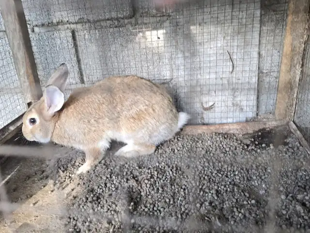 Харгуши нар, Хуҷанд
