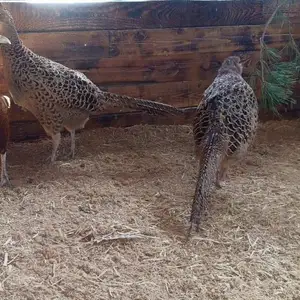 Фазан охотничий, Худжанд
