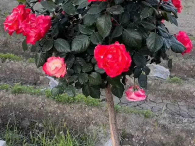 Роза Штампы, Душанбе