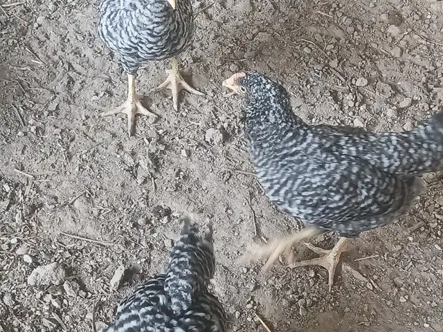 Чуҷаҳои доминант, Гиссар