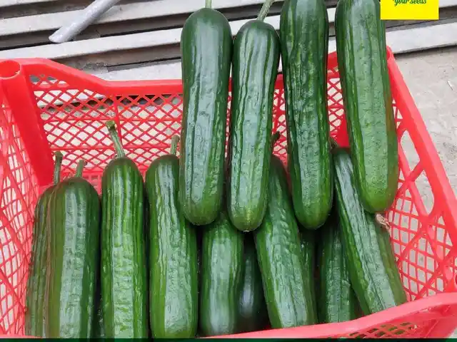 Саженцы огурцов, Худжанд