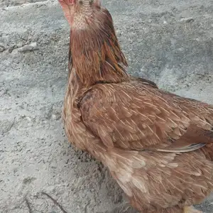 Мурги Ломан браун, Хуҷанд