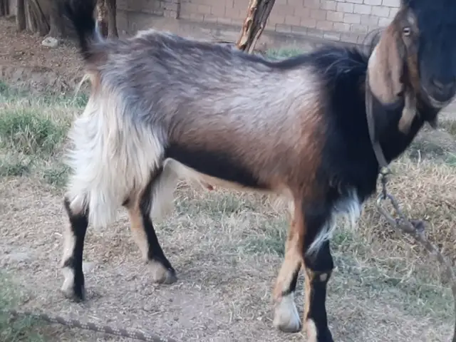 Буз, Рӯдакӣ