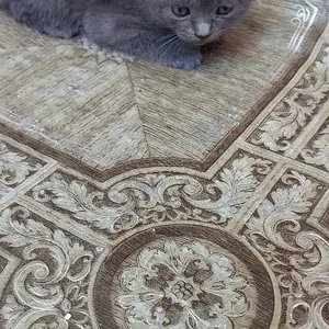 Шотландские веселоухие котята, Худжанд