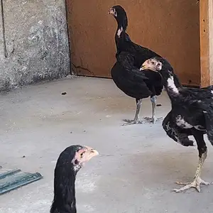 Хуруз, Худжанд